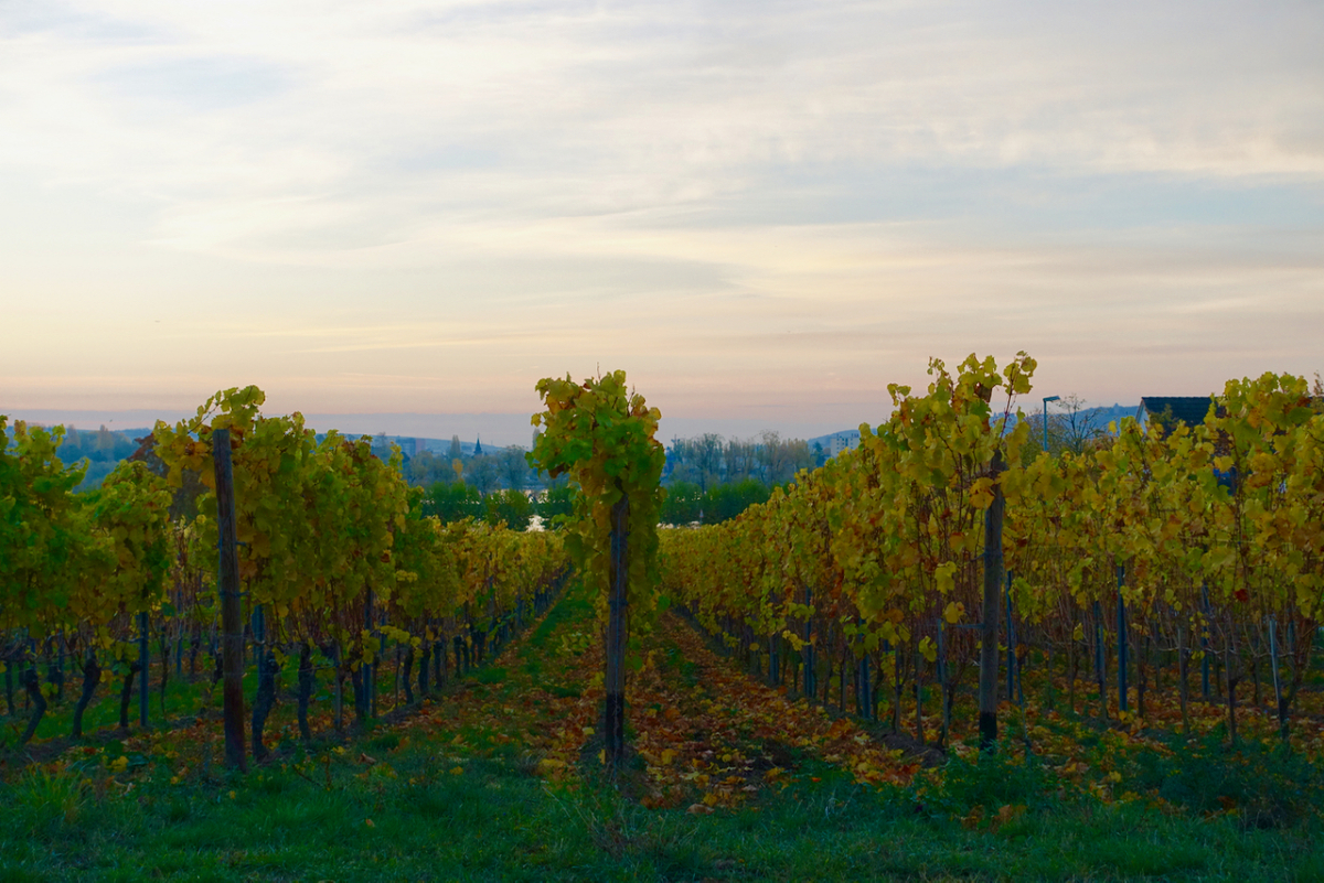 Das feine Leben im Rheingau genießen