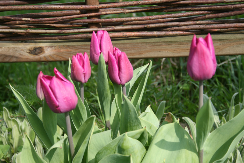 Spaziergang durch Planten & Blomen - Hamburg Reisetipps Kinder