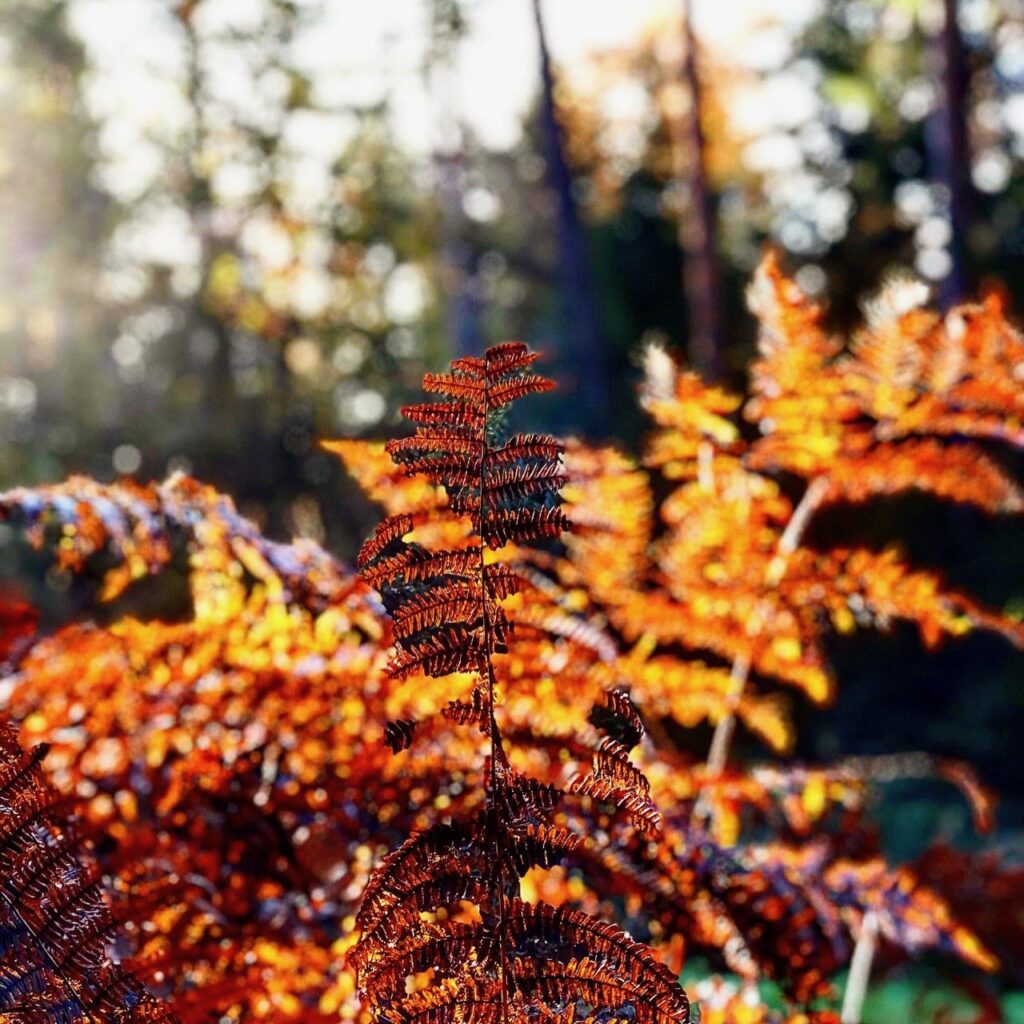 Herbstspaziergang Thoerenwald