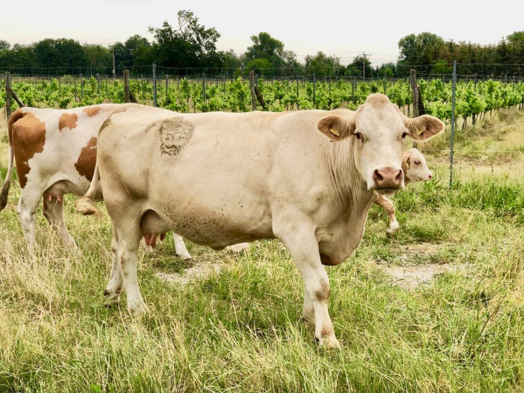 Kuh auf Weinberg in Bad Liebenwerda