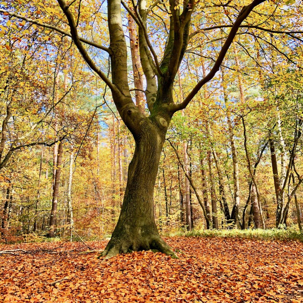 Waldbaden deluxe: Die schönsten Wälder in Deutschland