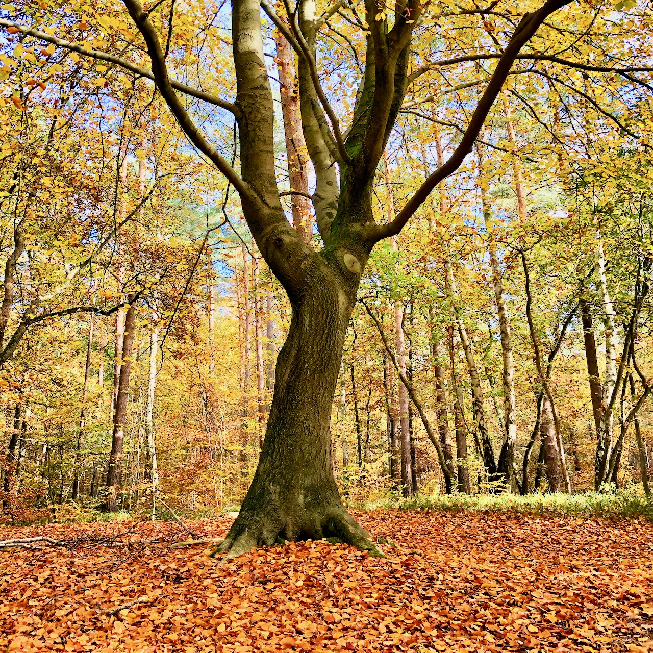 Waldbaden deluxe: Die schönsten Wälder in Deutschland