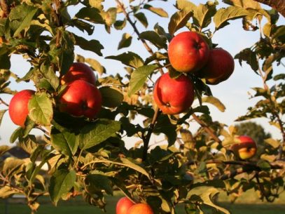 Äpfel sind gesund und aus der Wohlfühl-Welt nicht wegzudenken...