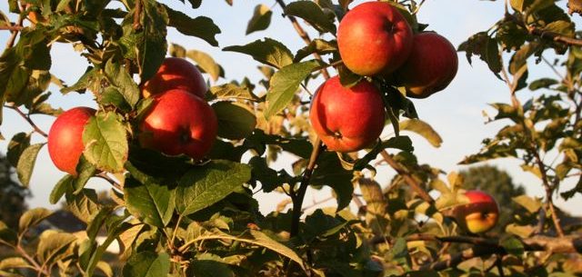 Äpfel sind gesund und aus der Wohlfühl-Welt nicht wegzudenken...