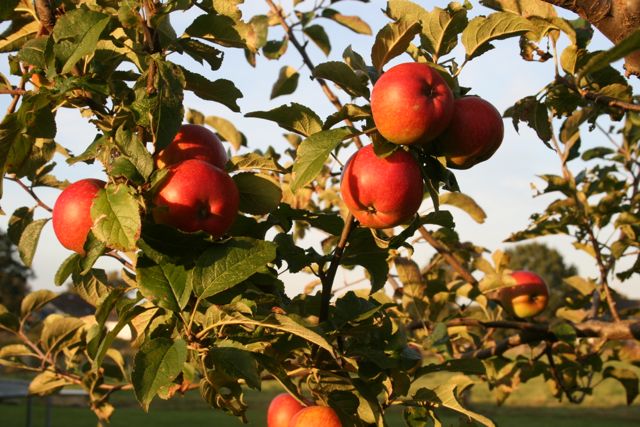 Der Apfel darf auf der Superfood Liste nicht fehlen