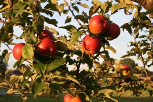 Apfel_1210