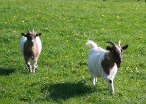 Vierbeinige Bewohner auf dem Bauernhof