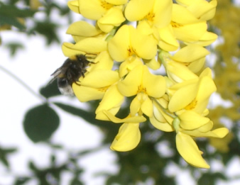 Fleissige Bienen liefern den gesunden Honig