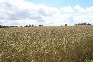 Landwirtschaft in Deutschland