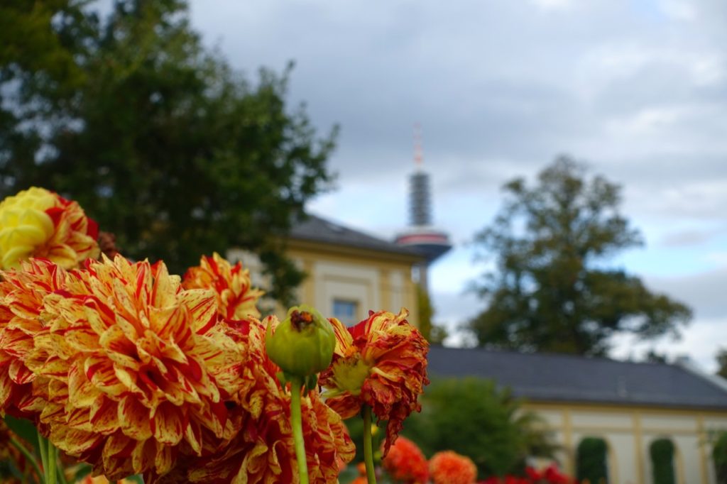 Frankfurt Sehenswuerdigkeiten Geheimtipp Palmengarten