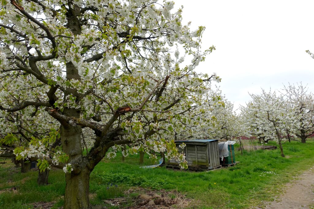 Apfelbluete im Alten Land