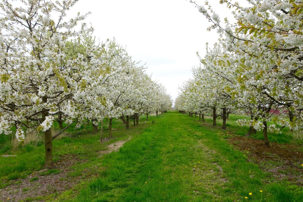 Obstplantage Jork