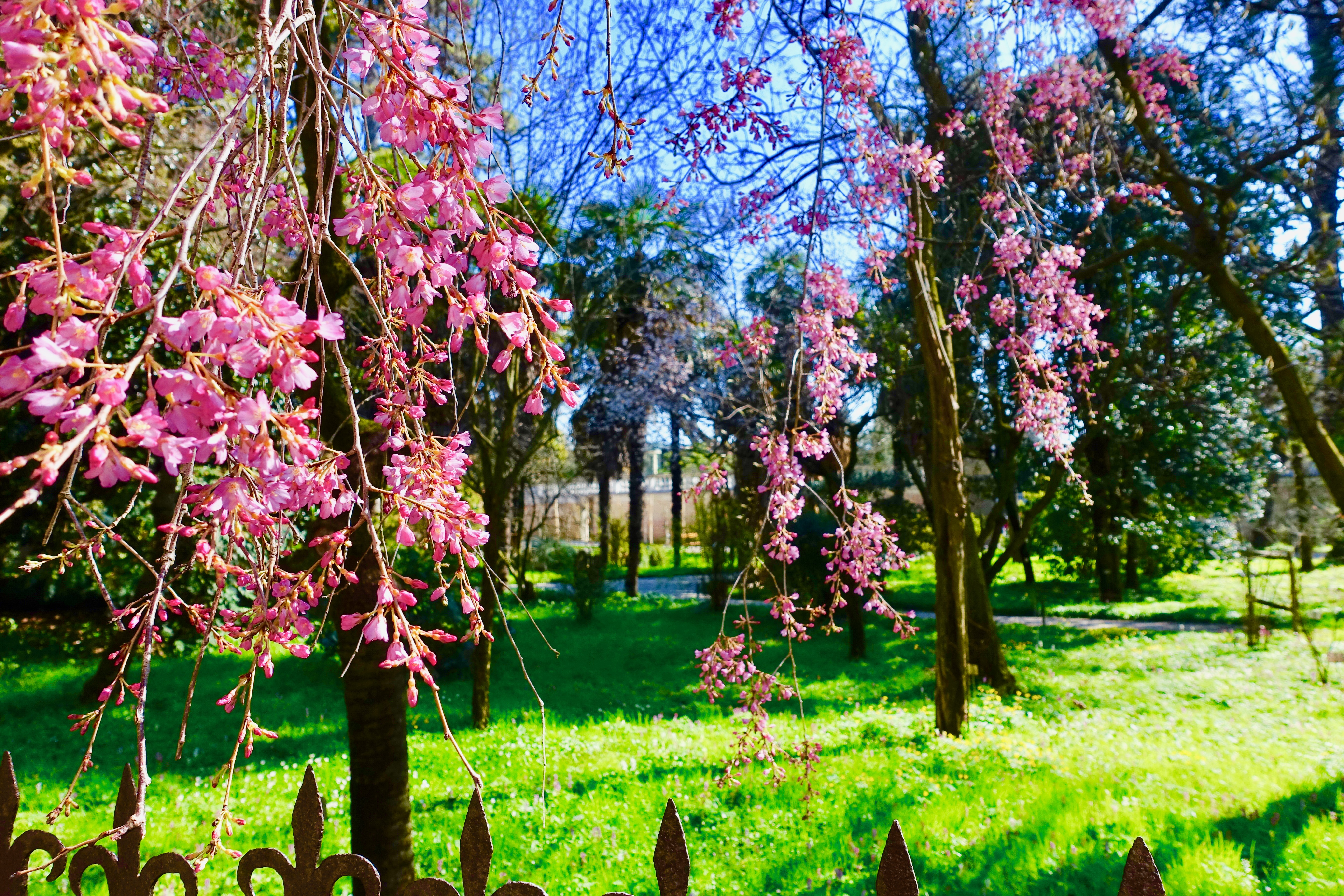 Botanischer Garten Padua