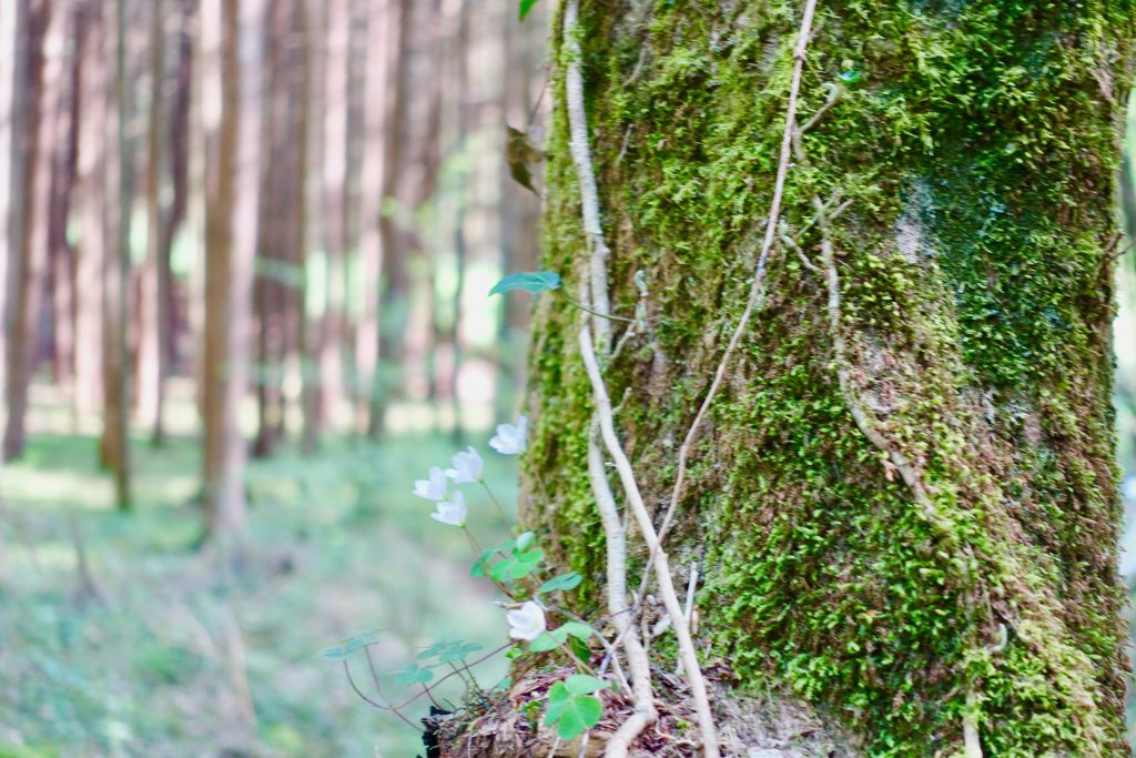 Mosel Urlaub Tipps - Wandern Donnerloch Brodenbach