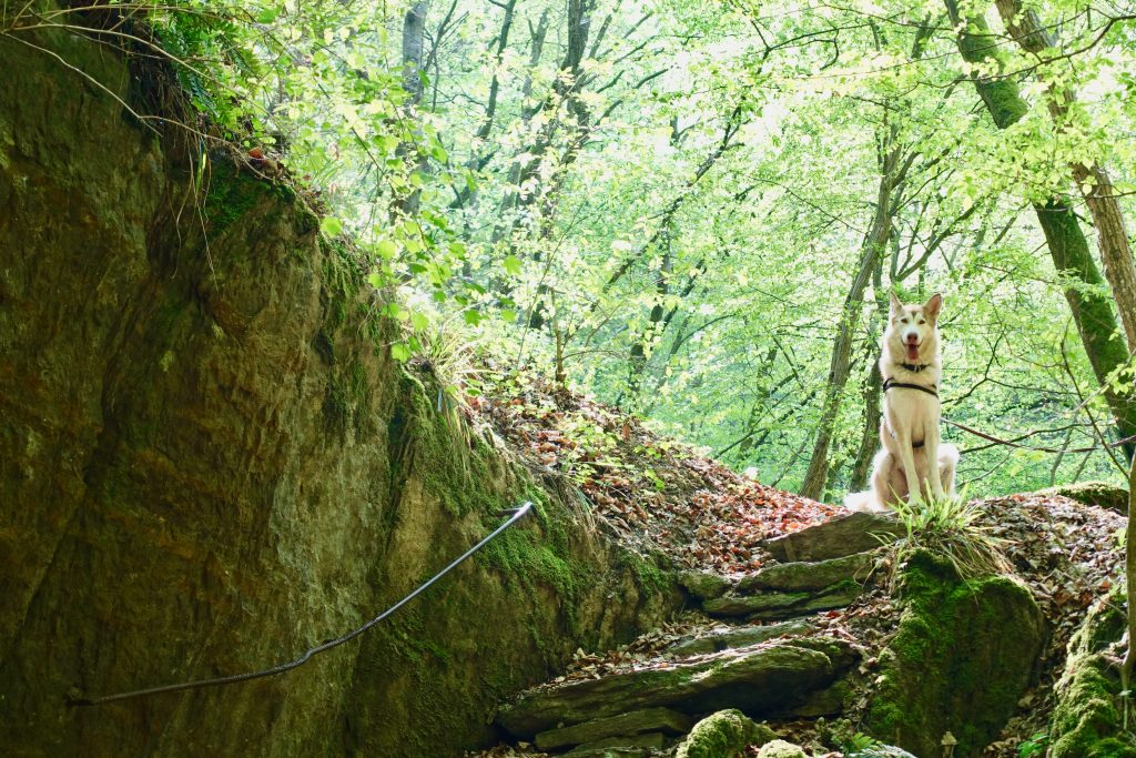 Mosel Urlaub Hund