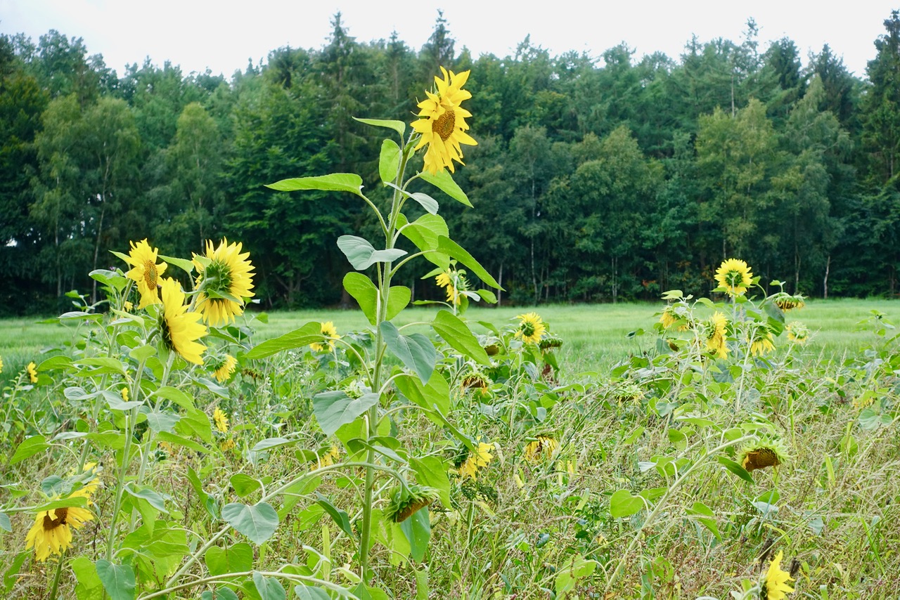 Auf Nordpfaden rund ums Bauernmoor