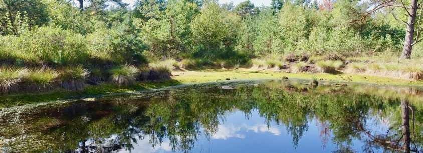 Tister Moor