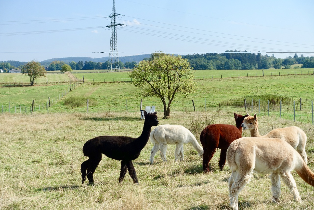 Alpaka Farm Sauerland