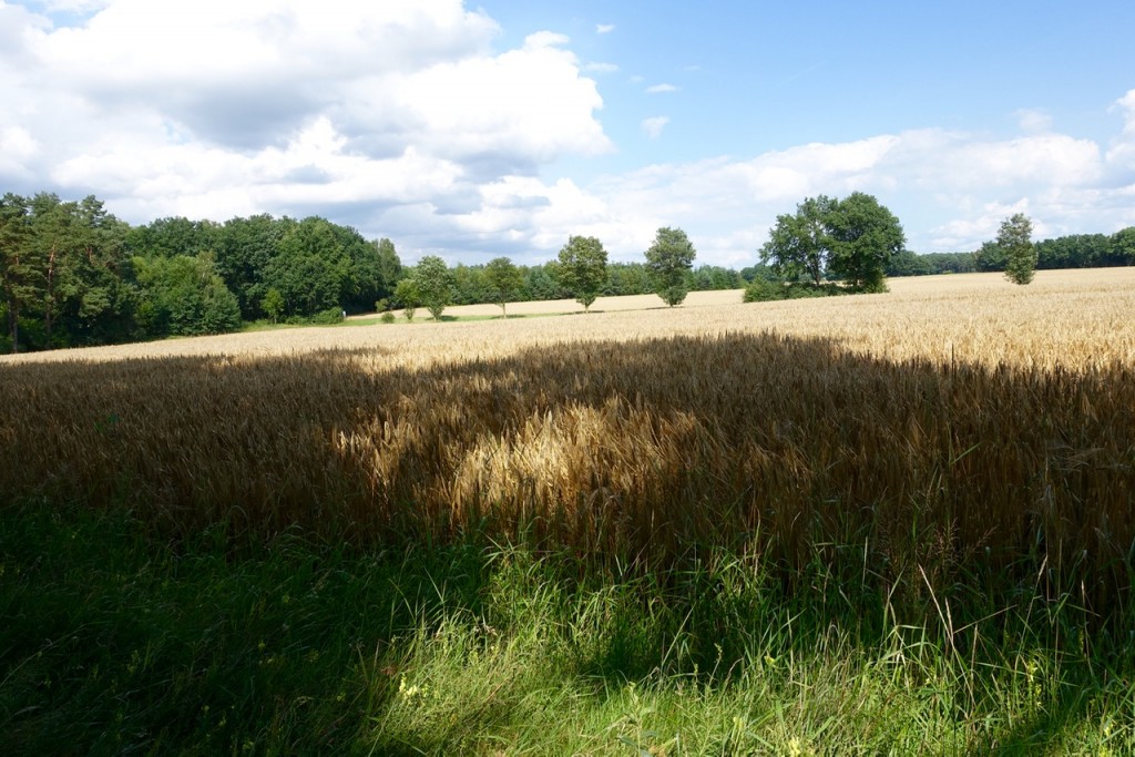 Durch Felder und Wälder - Estewanderweg