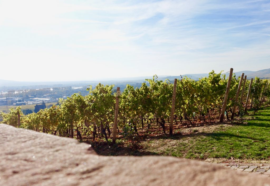 Ausblick vom Schloss Johannisberg Rheingau