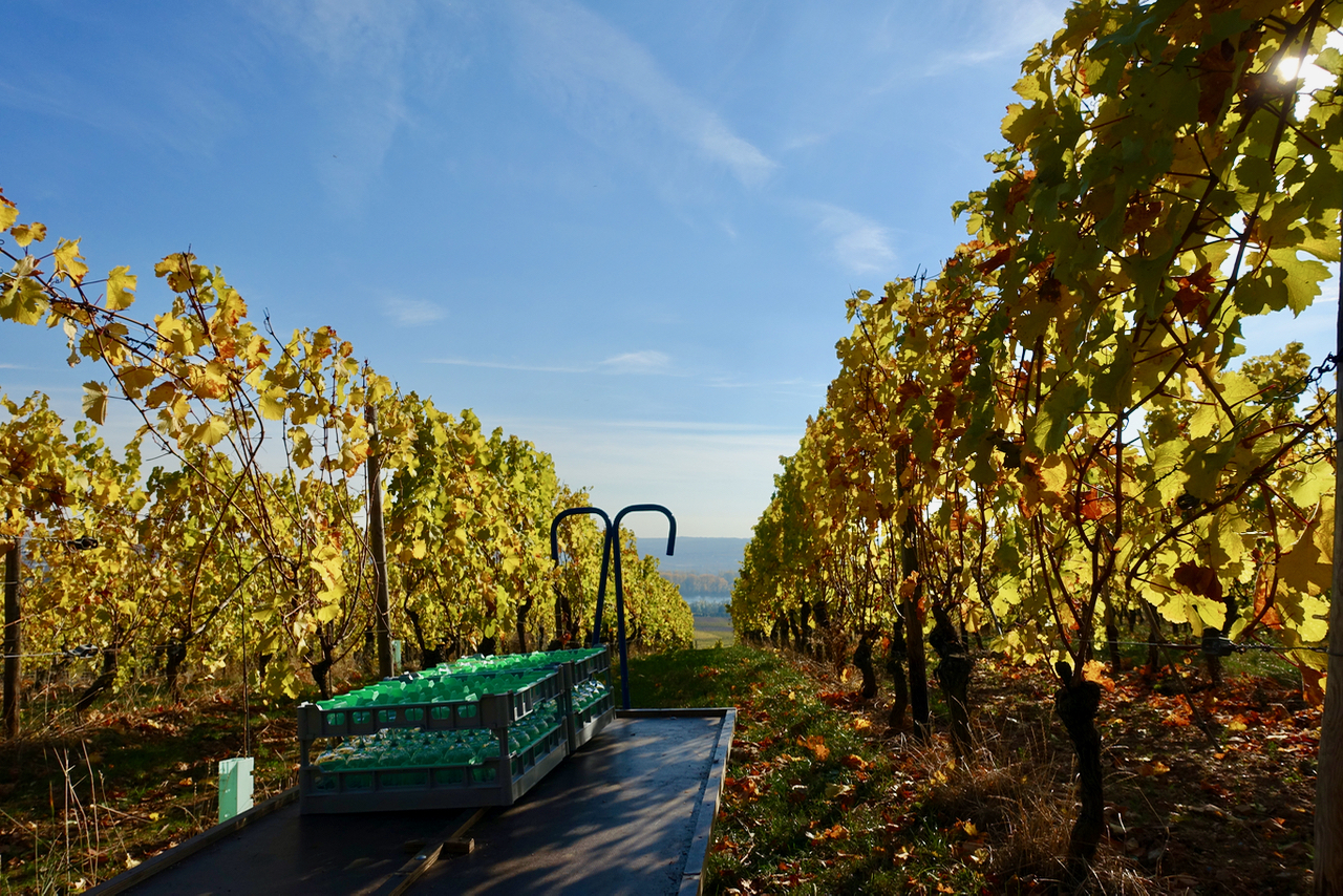 Wein im Rheingau