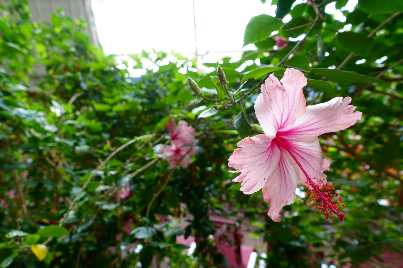 Tropical Islands – Streifzug durch den Indoorregenwald