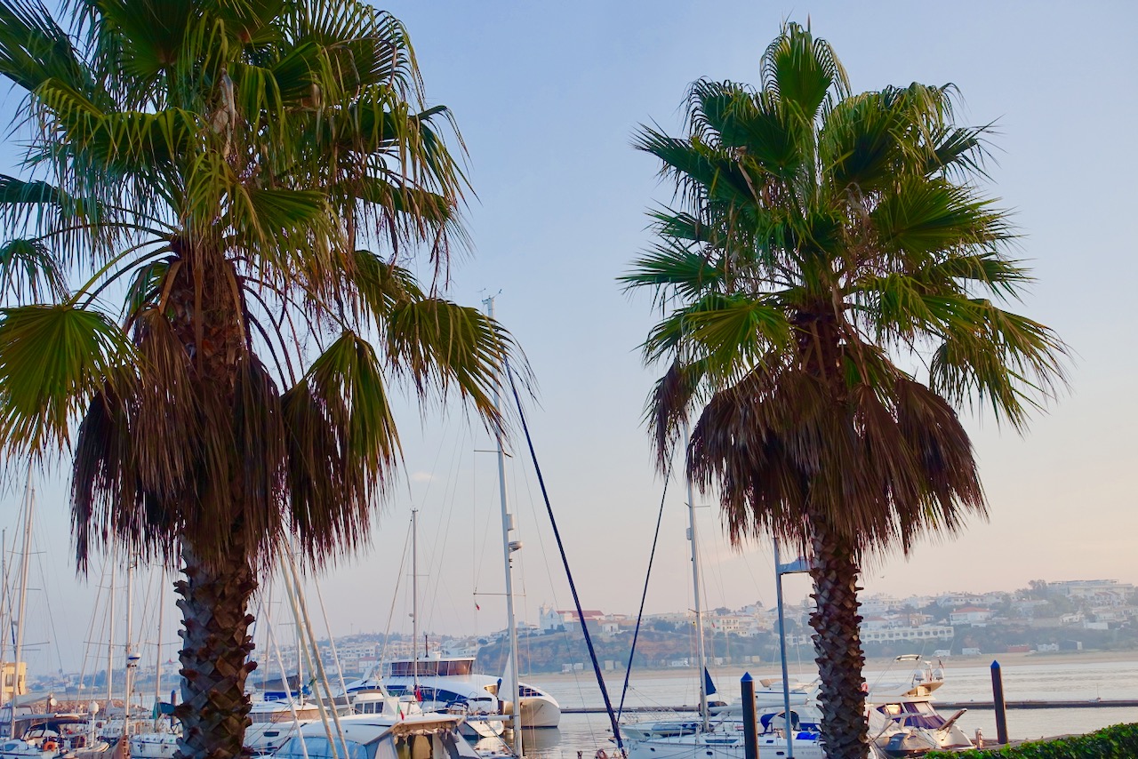 Sehenswuerdigkeiten Algarve: Yachthafen Portimao mit Palmen im Vordergrund