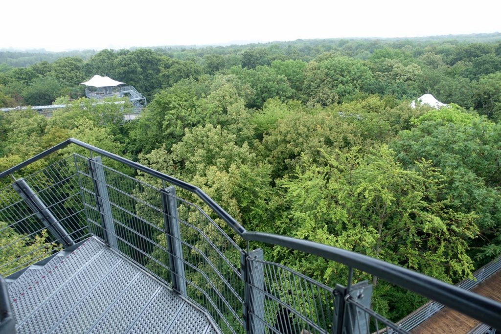 Blick über den Urwald