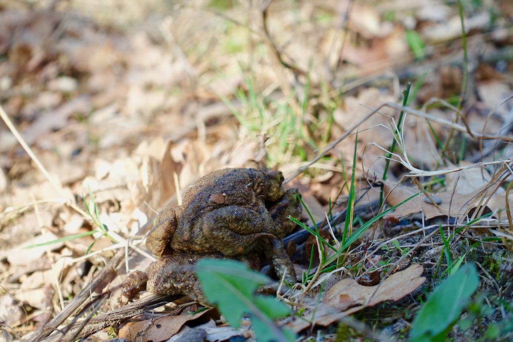 Hoge Veluwe Bilder