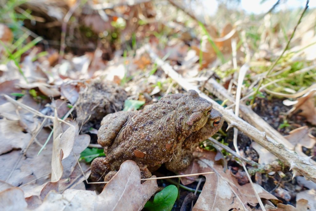 Hoge Veluwe Bilder