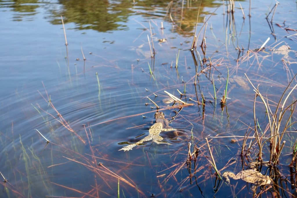 Hoge Veluwe Bilder