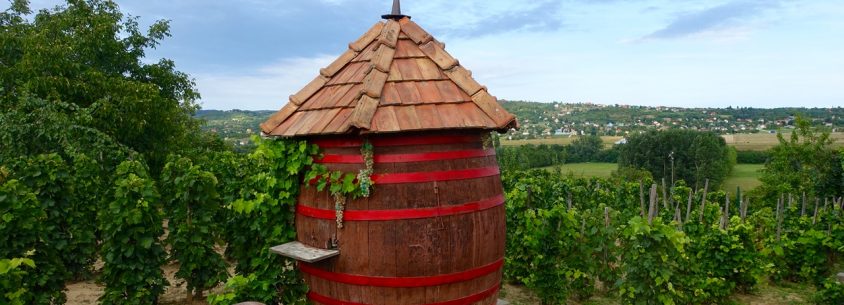 Weinberge am Balaton