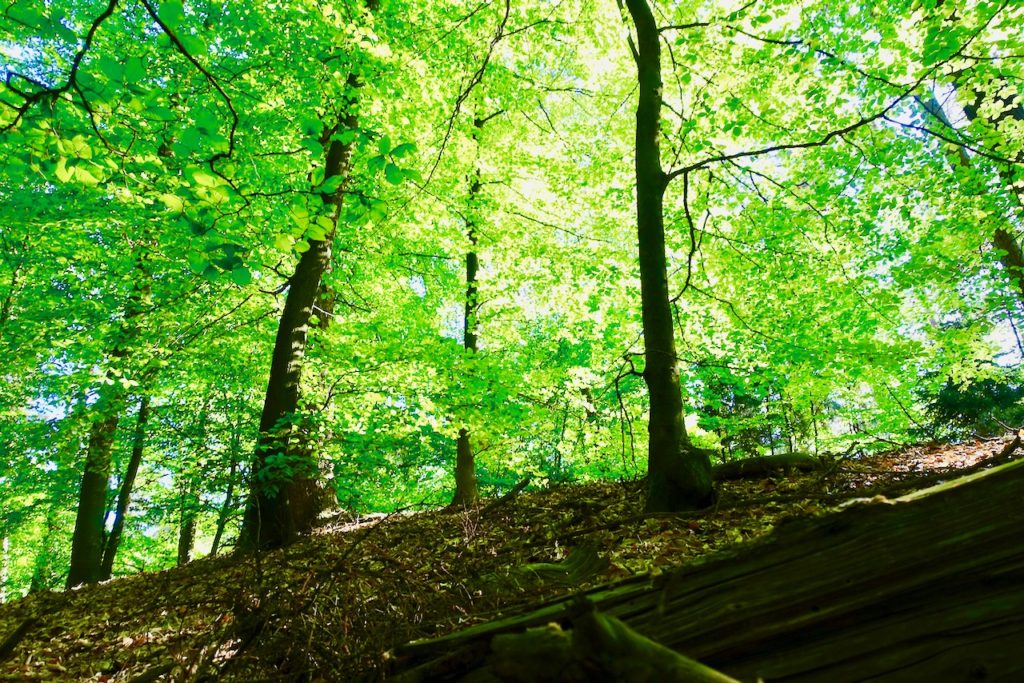 Ausflugsziele Hamburg - Hahnheide