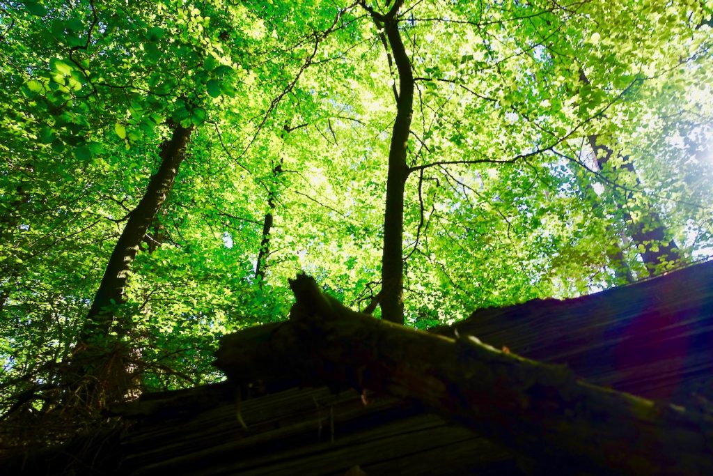 Hahnheide bei Trittau: Waldbaden