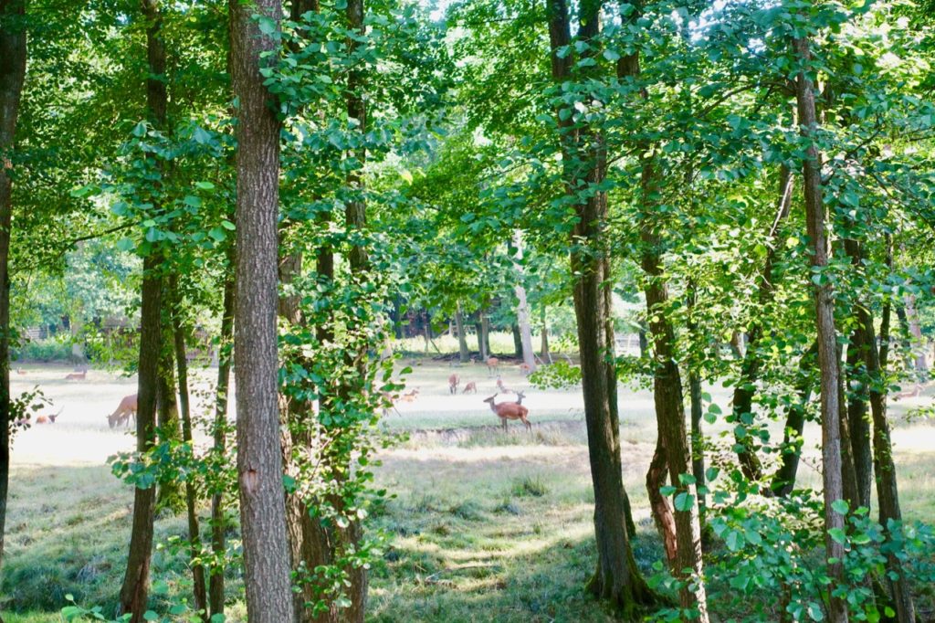 Wildwald Vosswinkel