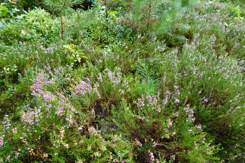 blühende Heide im Center Parcs Bispinger Heide