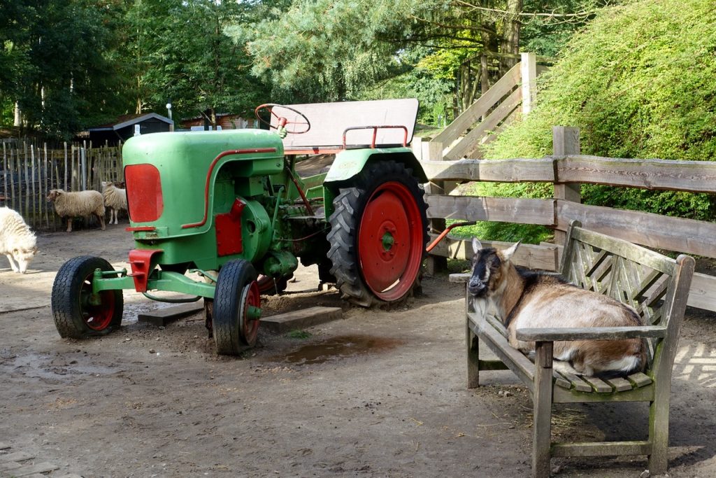 Streichelzoo und Kinderbauernhof im Center Parcs Bispinger Heide