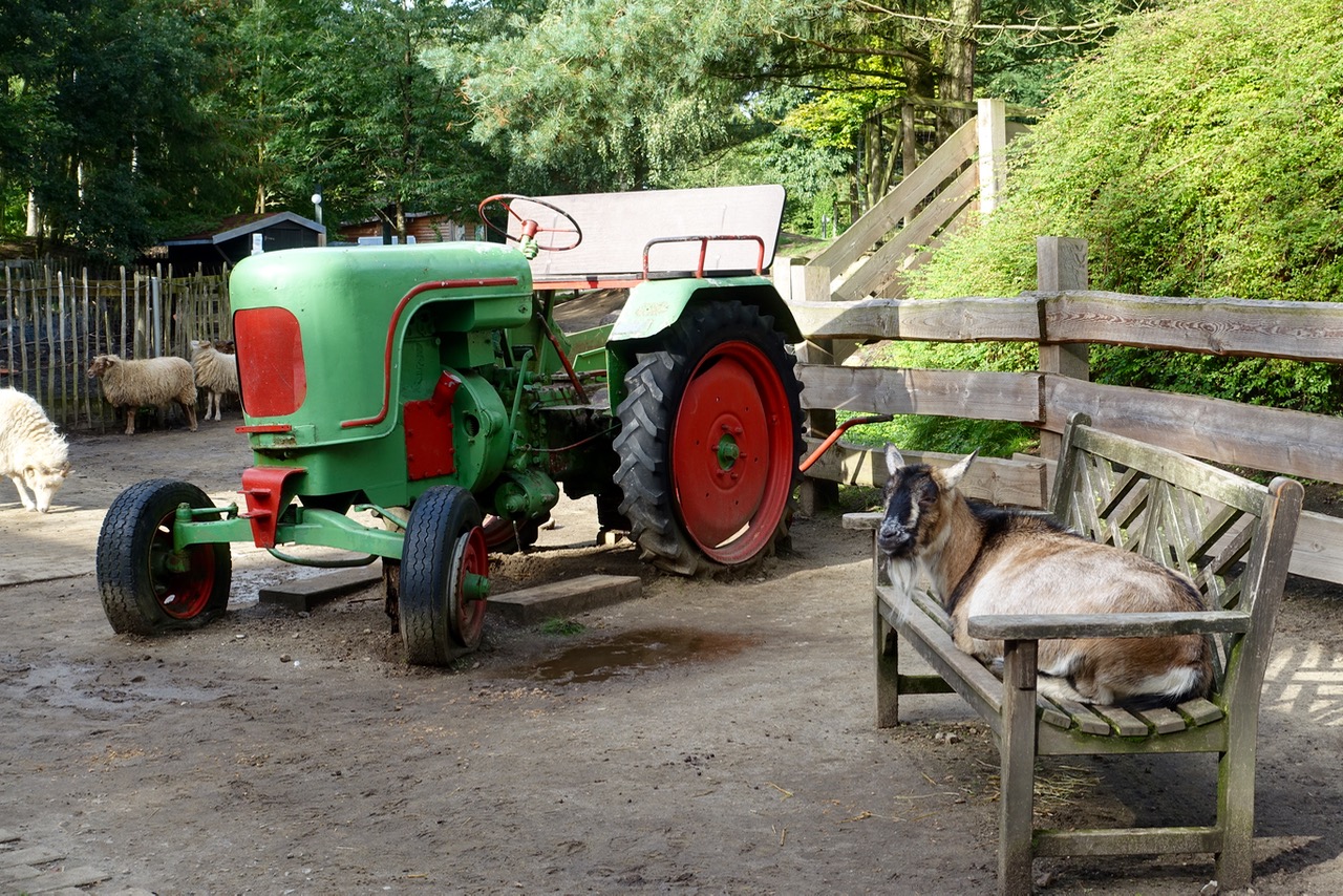 Streichelzoo und Kinderbauernhof im Center Parcs Bispinger Heide