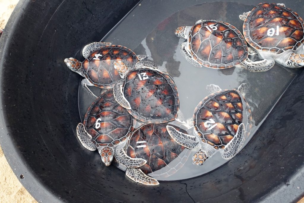 Diese Schildkröten treten gleich eine große Reise an