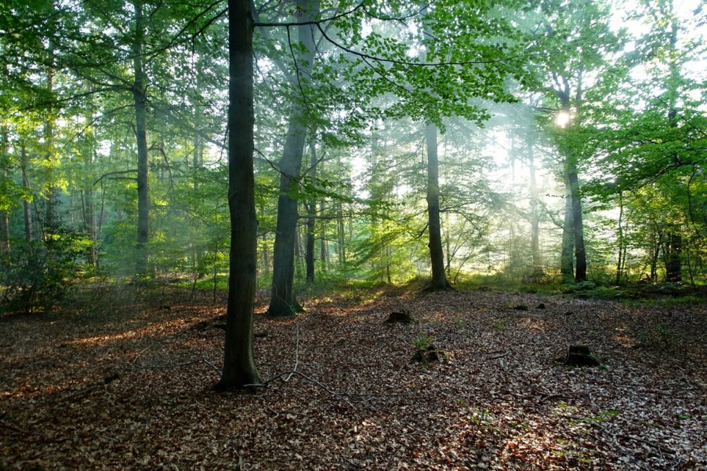 Im Wald zur Ruhe kommen