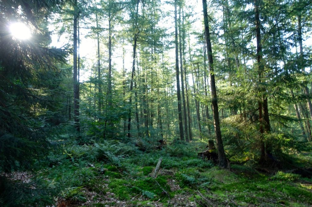 Waldbaden - meine Eindrücke