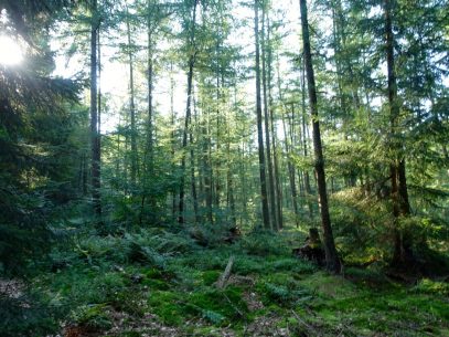 Waldbaden - meine Eindrücke