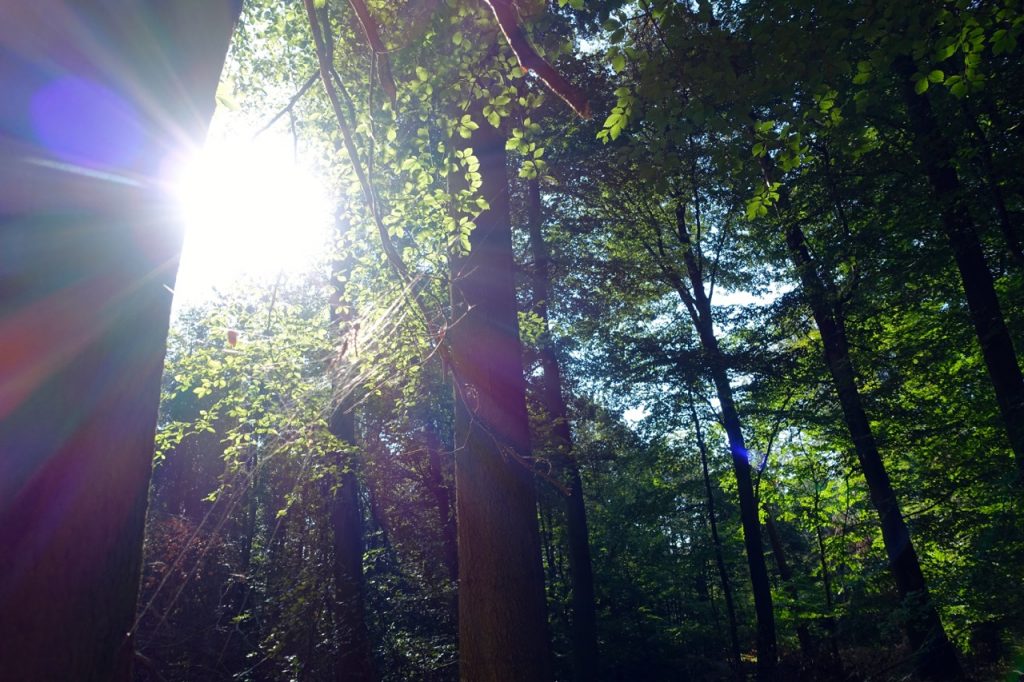 Waldbaden - den Moment genießen