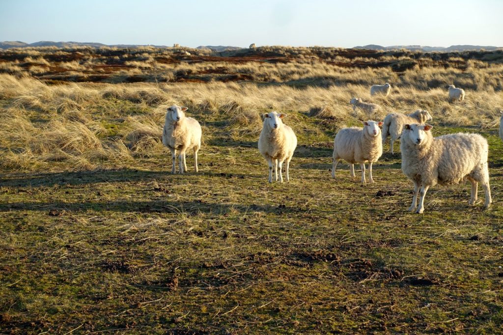 Lister Ellenbogen - Schafe kurz vor Sonnenuntergang