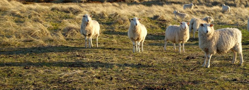 Lister Ellenbogen - Schafe kurz vor Sonnenuntergang