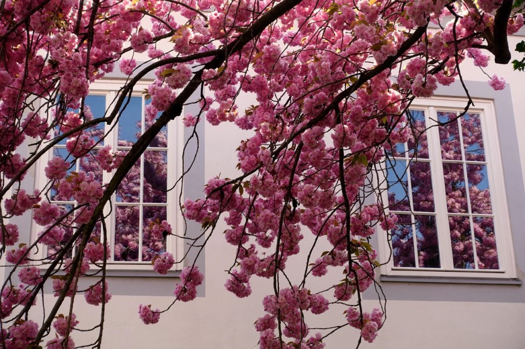 Koblenz im Fruehling