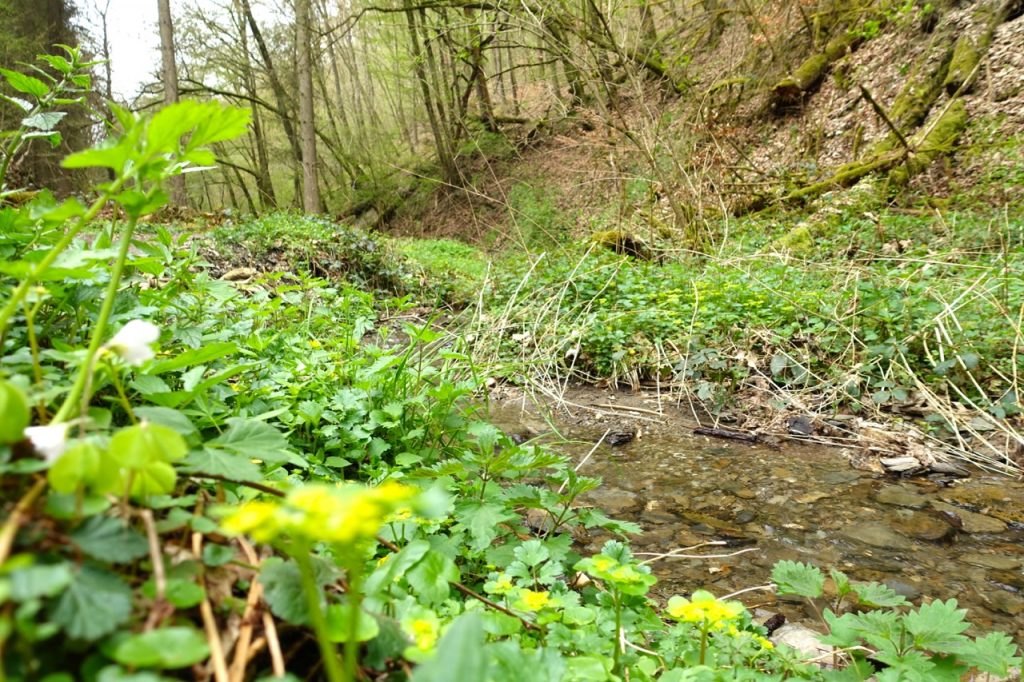 Geierlay Wanderweg - wir folgen dem Bachlauf