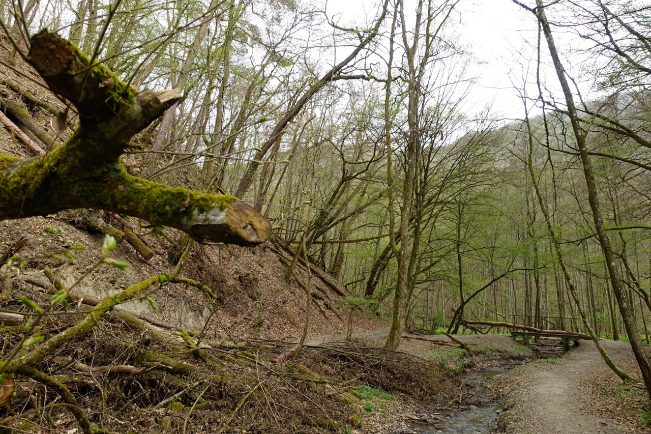 Durch den Wald hinab ins Moersdorfer Bachtal