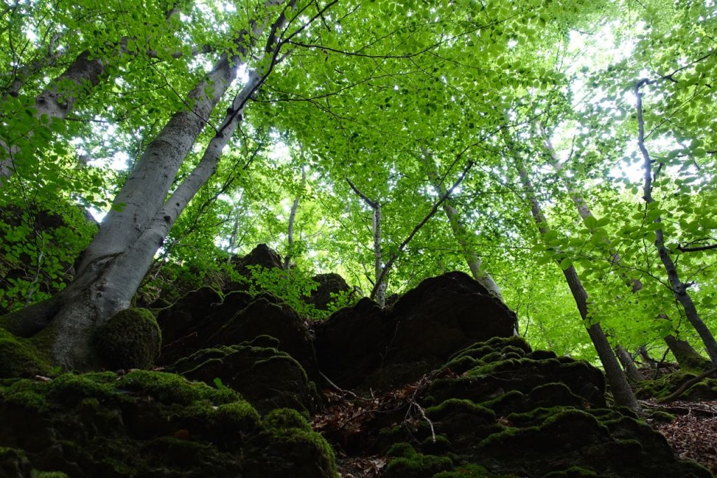 Traumschleife Ehrbachklamm - auf engen Pfaden