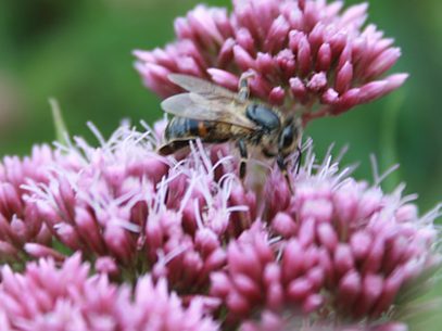 Titelbild für Facebook-Fanpage: Fleissiges Bienchen (für die richtige Bild-Größe, einfach das Bild anklicken)